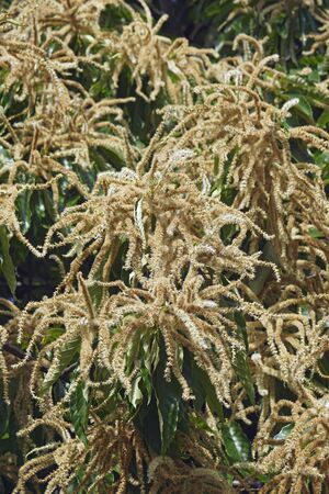 American chestnut (Castanea dentata)の写真素材