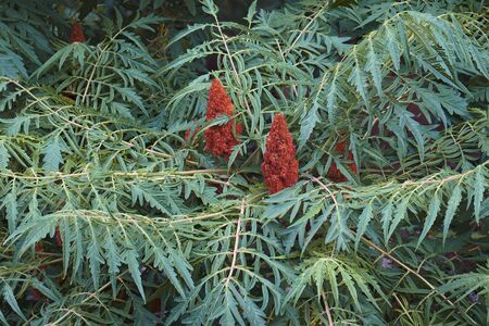 Cut-leaf staghorn sumac (Rhus typhina Dissecta)