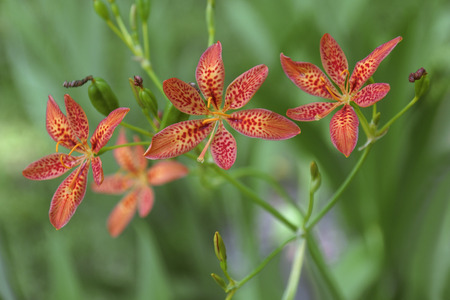 Blackberry lily (Iris domestica). Called Leopard lily and Leopard flower also. Synonym: Belamcanda chinensisの写真素材
