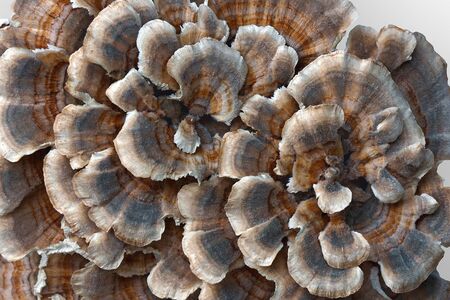 Turkey tail fungus (Trametes versicolor). Synonyms: Coriolus versicolor and Polyporus versicolor