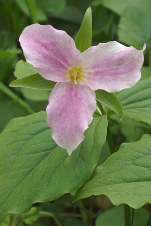 White trillium (Trillium grandiflorum). Called Large-flowered trillium, Great white trillium and Wake-robin alsoの写真素材