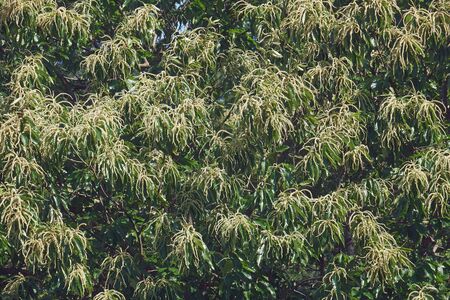 American chestnut (Castanea dentata)の写真素材