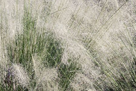White Cloud muhly grass (Muhlenbergia capillaris White Cloud)の写真素材