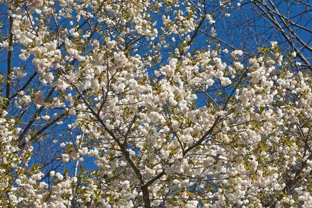Shirotae Japanese flowering cherry (Prunus x Shirotae)の写真素材