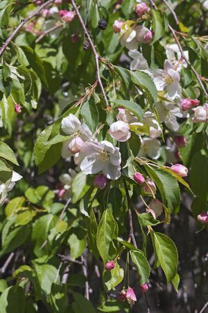 Red Jade weeping crabapple (Malus x sheidekeri Red Jade)の写真素材
