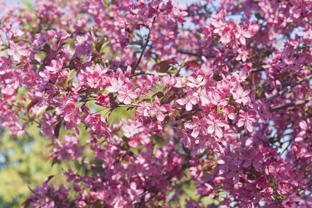 Prairifire flowering crabapple (Malus x Prairifire)の写真素材
