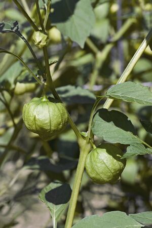 Tomatillo (Physalis philadelphica). Called Mexican husk tomato alsoの写真素材