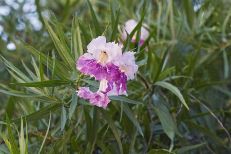 Desert willow (Chilopsis linearis)の写真素材