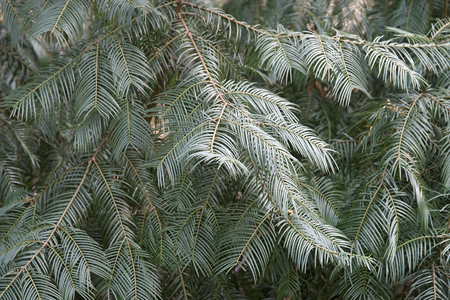 Chinese plum yew (Cephalotaxus fortunei). Called Plum yew and Chinese cowtail pine alsoの写真素材