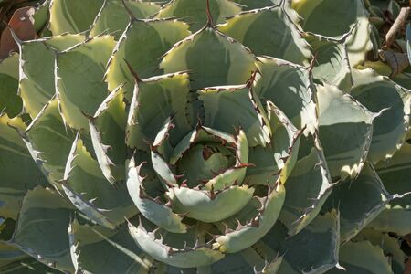 Butterfly agave (Agave potatorum Kichijokan. Called Lucky Crown Century plant and Dwarf Variegated Butterfly agave also. Synonym: Agave x Kissho Kanの写真素材