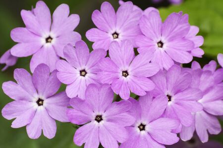 Japanese primrose (Primula sieboldii). Known also as Asiatic primrose and Cortusoides primula. Another scientific name is Primula patens.の写真素材