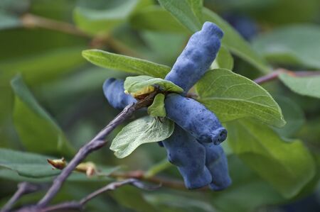 Blue honeysuckle (Lonicera caerulea var. edulis). Known also as Honeyberry, Blue-berry honeysuckle, Sweetberry honeysuckle and Haskap berry. Another scientific name is Lonicera edulis.の写真素材