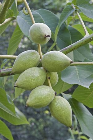 Manchurian walnut (Juglans mandshurica).の写真素材