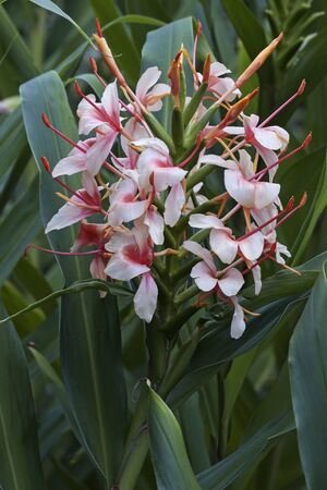 Orange gingerlily (Hedychium coccineum). Known also as Red butterfly ginger, Scarlet gingerlily and Orange bottlebrush ginger.の写真素材