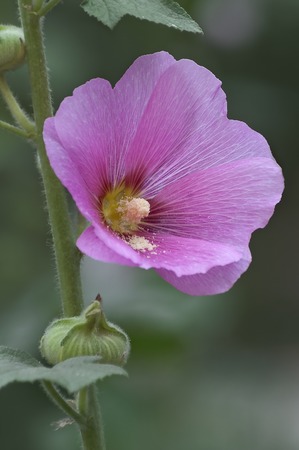 Common hollyhock (Alcea rosea).の写真素材