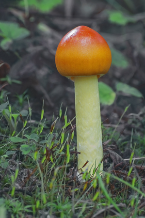 Half-dyed slender caesar (Amanita hemibapha).の写真素材