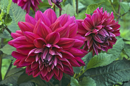 Garden dahlia flowers (Dahlia x cultorum).の写真素材
