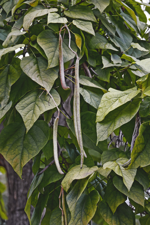 Northern catalpa (Catalpa speciosa). Known as Hardy catalpa, Western catalpa, Cigar tree, Bois chavanon and Catawba-tree also.の写真素材