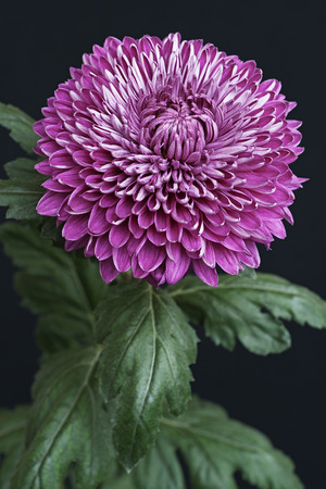 Hybrid chrysanthemum (Chrysanthemum sp.).の写真素材