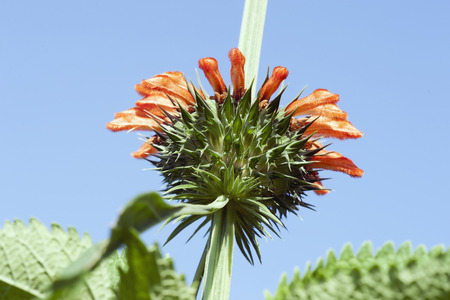 Lion's tail (Leonotis leonurus). Known also as Wild dagga.の写真素材