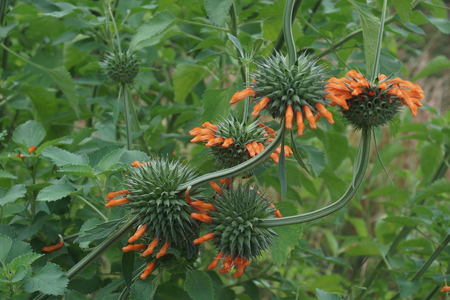 Lion's tail (Leonotis leonurus). Known also as Wild dagga.の写真素材