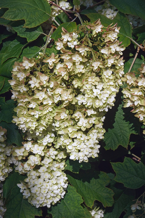 Oakleaf hydrangea (Hydrangea quercifolia).