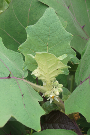 Naranjilla (Solanum quitoense). Called Lulo also.の写真素材