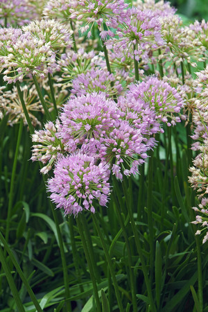 Millenium Ornamental Onion (Allium x Millenium). Called Millenium Flowering Onion also. Hybrid variety of Allium nutans.の写真素材
