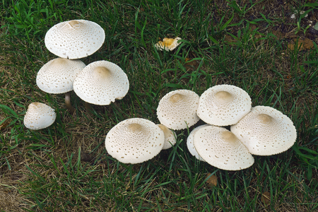 False parasol mushroom (Chlorophyllum molybdites). Called Green-spored lepiota and Vomiter also.の写真素材