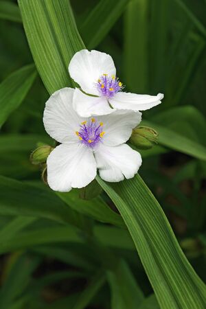 Virginia spiderwort (Tradescantia virginiana)の写真素材
