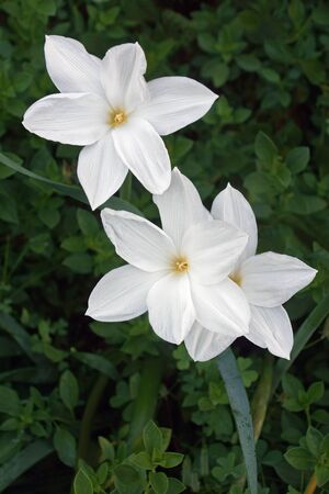 Evening rain lily (Zephyranthes drummondii). Known as Drummond's rain lily, Giant rain lily, Prairie rain lily, Wide-leaf rain lily and Evening star rain lily also. Another scientific name is Cooperia pedunculata.の写真素材