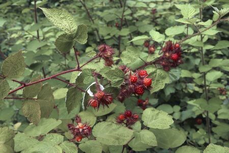 Wine Raspberry (Rubus phoenicolasius). Called Wineberry and Japanese Wineberry also.