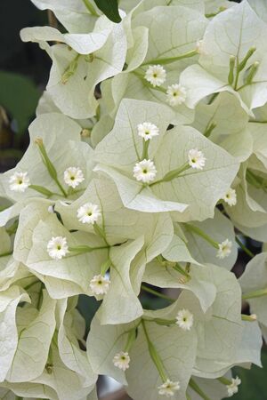 Bougainvillea (Bougainvillea Ã— buttiana). Hybrid of Bougainvillea glabra and Bougainvillea...