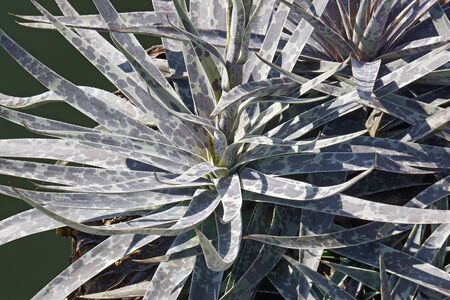 Moonglow Mangave (Agave 'Moonglow')の写真素材