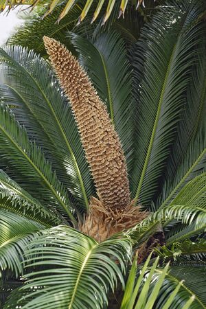 Sago Palm (Cycas revoluta). Called King sago, Sago cycad and Japanese sago palm alsoの写真素材
