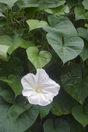 Tropical white morning glory (Ipomoea alba). Called Moonflower and Moon vine also