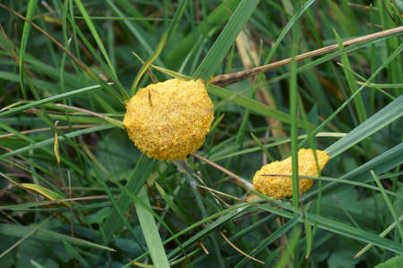 Dog vomit slime mold (Fuligo septica). Called Scrambled egg slime and Flowers of tan also