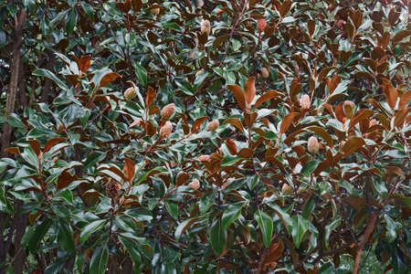 Southern magnolia (Magnolia grandiflora). Called Evegreen Magnolia, Bull Bay, Bullbay Magnolia, Laurel Magnolia and Loblolly Magnolia also. State tree of Mississipi and state flower of Louisianaの写真素材