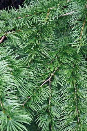 Golden larch (Pseudolarix amabilis). Synonym: Pseudolarix kaempferi