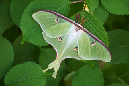 Luna moth (Actias luna).の写真素材