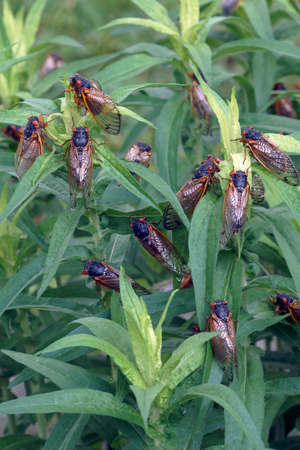 Pharaoh cicada (Magicicada septendecim). Called 17-year locust also.