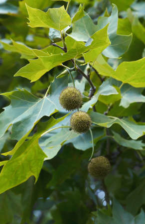 American sycamore (Platanus occidentalis). Called American planetree, Western plane, Occidental...
