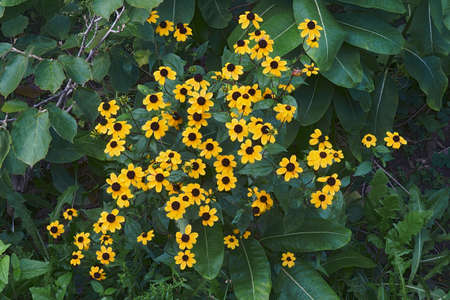 Browneyed susan (Rudbeckia triloba). Called Thin-leaves coneflower and Three-leaved coneflower also.