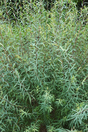 Purple willow (Salix purpurea). Called Purpleosier willow and Purple osier also.の写真素材