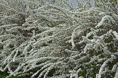 Bridalwreath spirea (Spiraea prunifolia).
