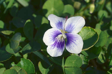 Common blue violet (Viola sororia). Called Common meadow violet, Purple violet, Woolly blue violet, Hooded violet, Missouri violet and Wood violet also.の写真素材