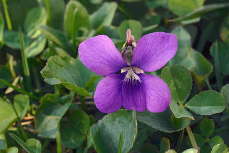 Common blue violet (Viola sororia). Called Common meadow violet, Purple violet, Woolly blue violet, Hooded violet, Missouri violet and Wood violet also.の写真素材