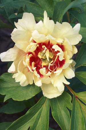 Callie's Memory Itoh peony (Paeonia 'Callie's Memory'). One of hybrids between Garden peonies and Tree peonies.の写真素材