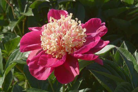 Chinese hybrid peony (Paeonia lactiflora 'Karen Gray')の写真素材