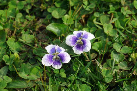 Common blue violet (Viola sororia). Called Common meadow violet, Purple violet, Woolly blue violet, Hooded violet, Missouri violet and Wood violet also.の写真素材